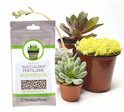 Picture of Succulent Fertilizer by Perfect Plants - Light Rate, Slow Release Formula for All Succulent and Cactus Types