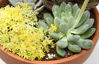 Picture of Succulent Fertilizer by Perfect Plants - Light Rate, Slow Release Formula for All Succulent and Cactus Types