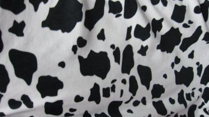 Picture of 1 X Dairy Cow Printed Fleece on 58 Inch Fabric By the Yard (F.E.