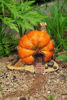 Picture of Top Collection Enchanted Story Garden and Terrarium Pumpkin Fairy House Outdoor Decor
