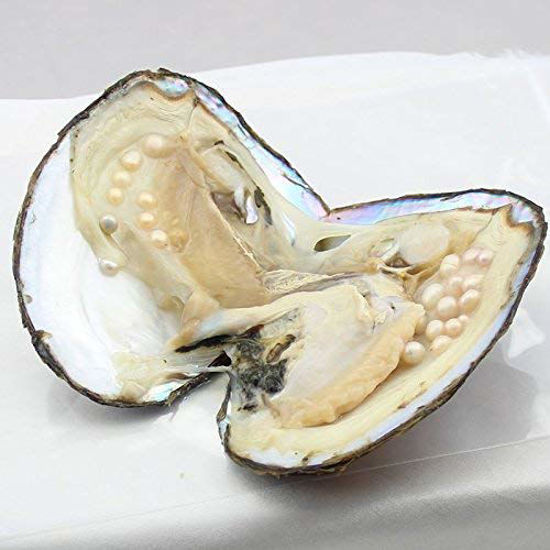 GetUSCart Cultured Pearls in Oysters,Cultured Freshwater Pearl Oysters
