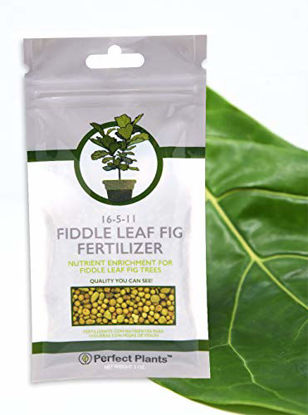 Picture of Fiddle Leaf Fig Slow-Release Fertilizer by Perfect Plants - Resealable 5oz. Bag - Consistent Nutrient Enrichment - for Indoor and Outdoor Use on All Ficus Varieties