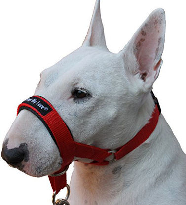 Picture of Dog Head Collar Halter Red 6 Sizes (M: 8.25"-10.25" Snout)