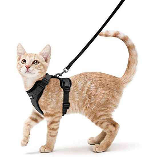 Cat chest on sale harness