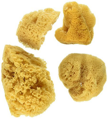 Picture of Natural Ocean Artist Sponges, 3 Silk/1 Jumbo, 4/pkg