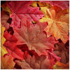 Picture of Whaline 300 Pieces Artificial Autumn Maple Leaves Mixed Fall Colored Leaf for Weddings, Events, Art Scrapbooking and Thanksgiving Day Decorations (Red)