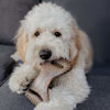 Picture of Benebone Dental Dog Chew Toy for Aggressive Chewers, Long Lasting, Made in USA, Medium, Real Bacon Flavor