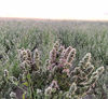 Picture of From The Field Ultimate Blend Silver Vine/Catnip Mix Tub