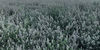 Picture of From The Field Ultimate Blend Silver Vine/Catnip Mix Tub
