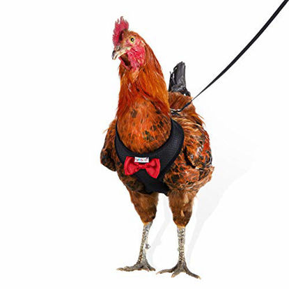 Picture of Yesito Chicken Harness Hen Size with 6ft Matching Leash - Adjustable, Resilient, Comfortable, Breathable, Large, Suitable for Chicken Weighing About 6.6 Pound,Black