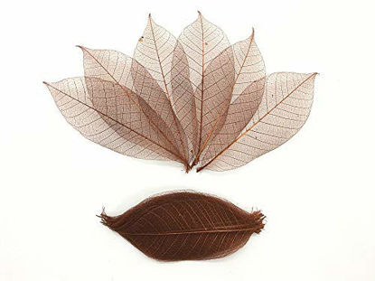 Picture of 100 Pcs Brown Color Skeleton Leaves Rubber Tree Natural Scrapbooking Craft DIY Card Wedding.
