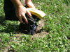 Picture of Tomcat Mole Trap - Kill Moles Without Drawing Blood to Protect Your Lawn - Reusable - Professional Grade, Innovative and Effective Design