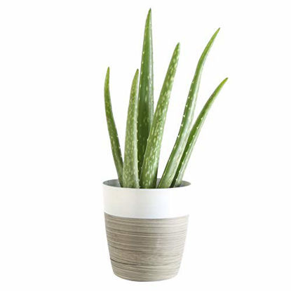 Picture of Costa Farms Aloe Vera Live Indoor House Plant, Gift, 10-Inch Tall, Green