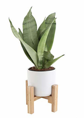 Picture of Costa Farms Snake, Sansevieria 4.25-Inch Wide Mid-Century Modern Planter Stand Set Fits on Shelves/Tabletops, Live Indoor Plant, 8 Tall, Grower's Choice