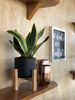 Picture of Costa Farms Snake, Sansevieria 4.25-Inch Wide Mid-Century Modern Planter Stand Set Fits on Shelves/Tabletops, Live Indoor Plant, 8 Tall, Grower's Choice