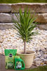 Picture of Miracle-Gro Shake 'N Feed Palm Plant Food, 8 lb., Feeds up to 3 Months