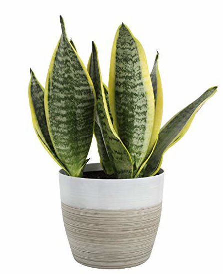 Picture of Costa Farms Snake, Sansevieria White-Natural Decor Planter Live Indoor Plant, 12-Inch Tall, Grower's Choice, Green, Yellow