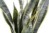 Picture of Costa Farms Snake, Sansevieria White-Natural Decor Planter Live Indoor Plant, 12-Inch Tall, Grower's Choice, Green, Yellow