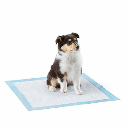 Picture of Amazon Basics Dog and Puppy Pee, Heavy Duty Absorbency Potty Training Pads with Leak-proof Design and Quick-dry Surface, Heavy Duty Regular (24 x 23 Inches) - Pack of 50