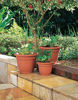 Picture of Bloem 100533305 Bloem Ariana Self Watering Planter, Peppercorn