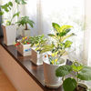 Picture of Garsum Sticky Houseplant Traps Gnat Yellow Insect Trap Indoor Fruit Fly Stakes Trap(21 Traps)