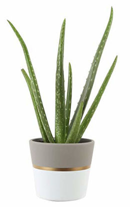 Picture of Costa Farms Aloe Vera Live Indoor Plant Ships in Modern Ceramic Planter, 10-Inch Tall, Green