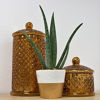 Picture of Costa Farms Aloe Vera Live Indoor Plant Ships in Modern Ceramic Planter, 10-Inch Tall, Green