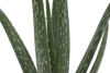 Picture of Costa Farms Aloe Vera Live Indoor Plant Ships in Modern Ceramic Planter, 10-Inch Tall, Green