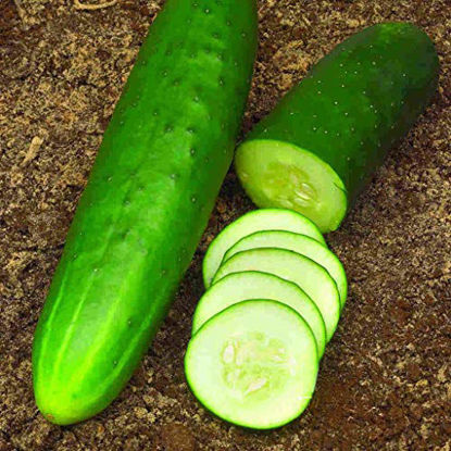 Picture of "Straight Eight" Cucumber Seeds, 150+ Premium Heirloom Seeds, Gardeners Choice!, Cucumis Sativis, (Isla's Garden Seeds), Non GMO, 85-90% Germination Rates, Highest Quality Seeds