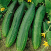 Picture of "Straight Eight" Cucumber Seeds, 150+ Premium Heirloom Seeds, Gardeners Choice!, Cucumis Sativis, (Isla's Garden Seeds), Non GMO, 85-90% Germination Rates, Highest Quality Seeds