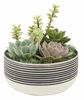 Picture of Costa Farms Succulents Fully Rooted Live Indoor Plant, 6-Inch Garden, in Ceramic Décor Planter