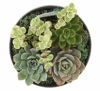Picture of Costa Farms Succulents Fully Rooted Live Indoor Plant, 6-Inch Garden, in Ceramic Décor Planter