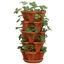 Picture of Mr. Stacky 5-Tier Strawberry Planter Pot, 5 Pots