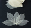 Picture of 100 Skeleton Leaves Rubber Tree Natural color Scrapbooking Craft DIY CARD Wedding
