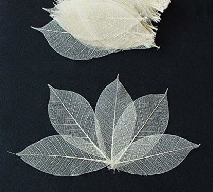 Picture of 100 Skeleton Leaves Rubber Tree Natural color Scrapbooking Craft DIY CARD Wedding