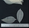 Picture of 100 Skeleton Leaves Rubber Tree Natural color Scrapbooking Craft DIY CARD Wedding