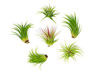 Picture of 6 Lowlight Air Plant Pack - Live Low-Light Plants | Indoor Tropical Tillandsia Houseplant Kit | Natural Low Light Decorations by Plants for Pets
