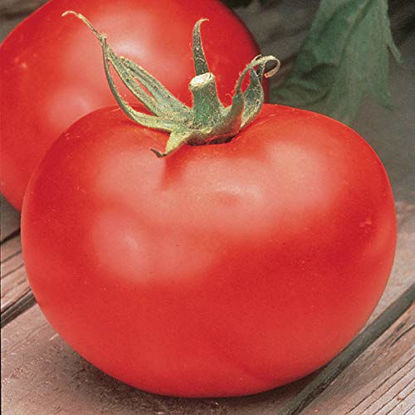 Picture of Burpee Better Boy' Hybrid Large Slicing Red Tomato, 30 Seeds