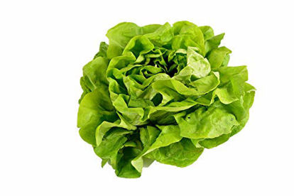 Picture of 500 Buttercrunch Lettuce Seeds - Butterhead, Boston, Bibb - by RDR Seeds