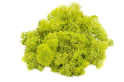 Picture of Reindeer Moss Preserved | Chartreuse Colored Moss | Lime Green Moss for Fairy Gardens, Terrariums and Any Craft or Floral Project | Plus Free Nautical eBook by Joseph Rains (2 Ounces)