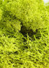 Picture of Super Moss (21708 Reindeer Moss Preserved, Chartreuse, 2oz, 80.75 Cubic inch (in3) Bag (Appx. 2oz)
