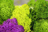 Picture of Super Moss (21708 Reindeer Moss Preserved, Chartreuse, 2oz, 80.75 Cubic inch (in3) Bag (Appx. 2oz)