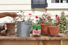 Picture of Miracle-Gro 2000221 Water Soluble Plant Food, 1.5-Pounds (Rose Fertilizer), 1.5 lb