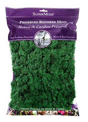 Picture of SuperMoss (21757) Reindeer Moss Preserved, Forest, 8oz (200 cubic inch)