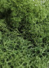 Picture of SuperMoss (21757) Reindeer Moss Preserved, Forest, 8oz (200 cubic inch)