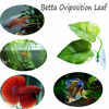 Picture of CousDUoBe 2 Pack Betta Fish Leaf Pad Improves Betta's Health by Simulating The Natural Habitat - Natural, Organic, Comfortable Rest Area for Fish Aquarium