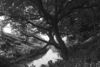 Picture of Hoya 49mm RM-72 Infrared Filter