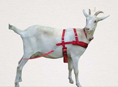 Picture of Goat Pulling Harness with Tugs Pulling Carts, Wagons Brush Work (Standard, Red)