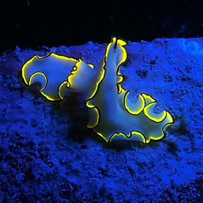 Picture of Sea Dragon Fluoro-Dual Beam