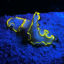 Picture of Sea Dragon Fluoro-Dual Beam